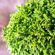 Chamaecyparis Pisifera 'Tsukumo' Dwarf Evergreen Cypress Live Starter Plant 4-6 Inches, Deer-Resistant Bonsai & Garden Accent