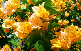 California Gold Bougainvillea Starter Plant - Well-Rooted Plug, Vibrant Golden Blooms, Evergreen Shrub, Drought-Tolerant, Full Sun
