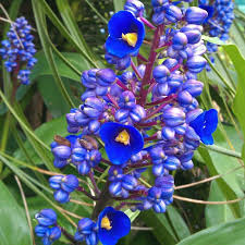 Sapphire Blue Ginger Live Starter Plant | Tropical Shade-Loving Blue Flowers | Dichorisandra Thyrsiflora