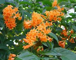 Orange Zest Jasmine Live Flowering Shrub | Butterfly-Attracting Cestrum aurantiacum | Hardy Zones 7-8