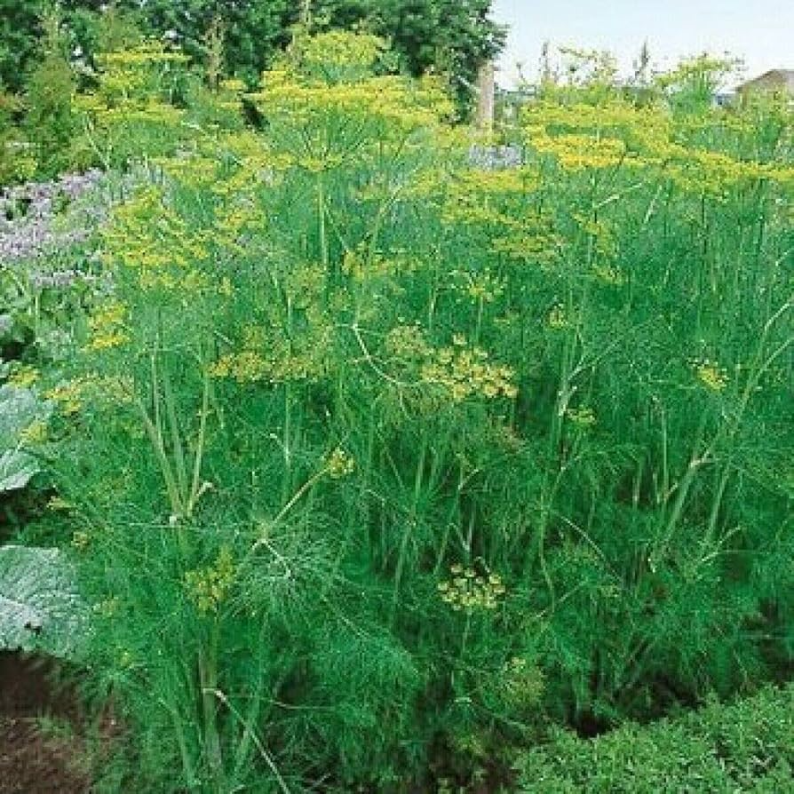 Dill Bouquet Herb Seeds 1g Anethum graveolens Non-GMO Heirloom Culinary & Medicinal Pollinator-Friendly