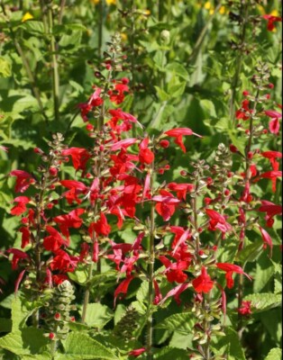 Red Scarlet Sage Seeds 500 Non-GMO Salvia Hummingbird Attractant Vibrant Garden Plants
