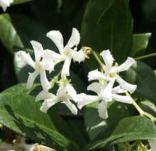 Star Jasmine Unrooted Cuttings – 7 Live 6" Fragrant Evergreen Vine for Garden, Trellis, Fence, Wall, Ground Cover