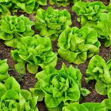 Bibb Lettuce Seeds | Heirloom, Non-GMO | Butterhead Salad Lettuce | Crisp & Sweet | 45 Days to Maturity