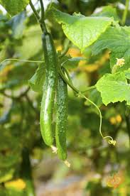 Cucumber Seeds Chinese Snake Curved Heirloom Variety – Long, Crisp, High Yield, Heat Tolerant, Garden & Trellis Planting