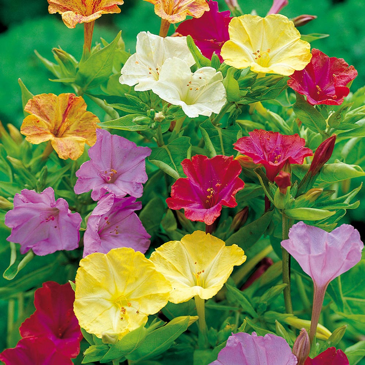 50 Four O'Clock Flower Seeds Mix | Mirabilis jalapa Perennial Garden Flowers with Vibrant Blooms