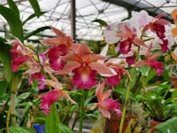 Phaius Lady Ramona Harris ‘Looking @ You’ Orchid – Live 3-Inch Pot, Red-Maroon Flowers, Indoor/Outdoor Subtropical Orchid Plant