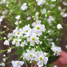 Baby's Breath Seeds Covent Garden White Gypsophila paniculata - Drought Tolerant Perennial for Gardens & Weddings