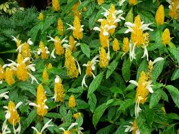 Yellow Shrimp Plant Starter Plants - Pachystachys lutea, Tropical Plug, Bright Yellow Blooms, Pollinator-Friendly, Garden & Container