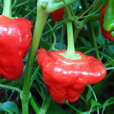 Jamaican Red Mushroom Pepper Seeds – Capsicum chinense Heirloom, Spicy, High-Yield, Non-GMO, Unique Mushroom-Shaped Peppers