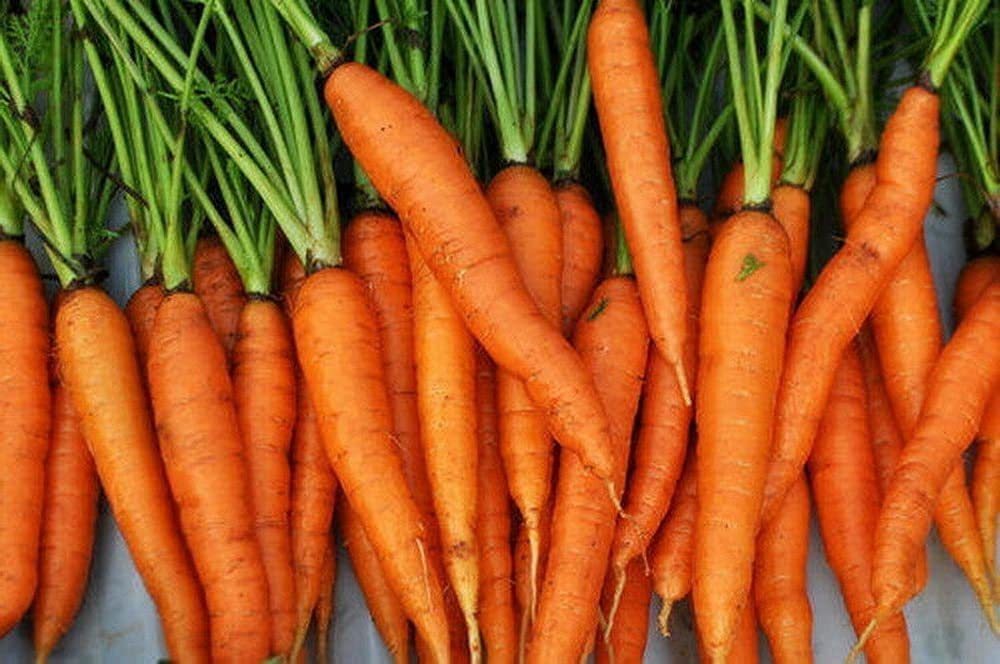 Imperator Carrot Seeds - Heirloom Non-GMO, All-America Selections, 2000 Seeds, Root Vegetable, Cool Season Garden Crop
