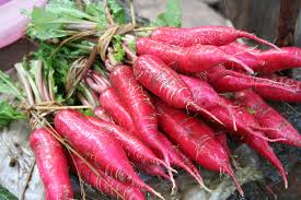 500+ China Rose Radish Seeds Heirloom Winter Root Vegetable Crisp Pink Flesh Spicy Flavor