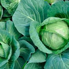 Golden Acre Cabbage Seeds - Brassica oleracea, Heirloom, Compact, Sweet Flavor, Edible, for Gardening & Fresh Harvest