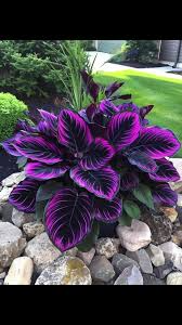 Purple Tip Calathea Couture Seeds – Exotic Tropical Foliage Plant for Indoor & Garden, Calathea sp., 25 Seeds