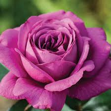 Plum Perfect™ Rose 1.5 Gal Potted | Purple Double Blooms | Reblooming, Heat & Humidity Tolerant Floribunda Rosa 'KORvodacom'