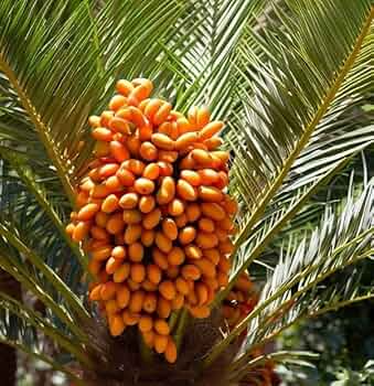 10 Canary Island Date Palm Seeds - Phoenix Canariensis Hardy Tropical Palm for Landscaping & Indoor Growing