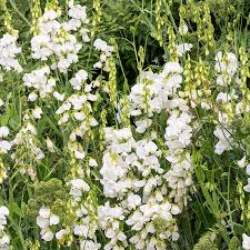 Everlasting White Sweet Pea Seeds – Perennial Climbing Vine with White Blooms for Gardens & Borders – Lathyrus latifolius, USA