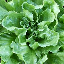 Endive Seeds 1g Broadleaf Batavian Cichorium endivia Heirloom Salad Green Cold Hardy Easy to Grow