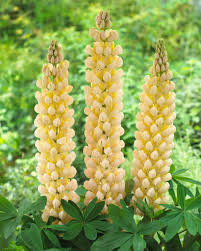 Lupinus ‘Cashmere Cream’ Seeds – 25+ Creamy White Blooms for Gardens & Pollinators, Drought-Tolerant, Perennial, Full Sun