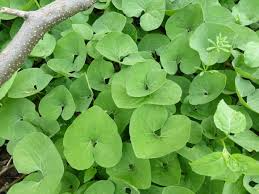 Wild Ginger Seeds 100mg Asarum canadense Native Ground Cover Herb for Shady Gardens and Landscaping