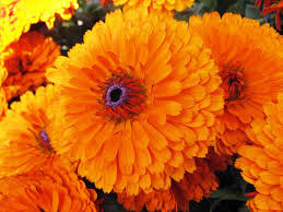 Calendula Seeds Pacific Beauty Orange - Bright Orange Flowers, Pollinator-Friendly, Herb, Calendula officinalis, Garden, Annual, 100 Seeds