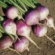 Purple Top White Globe Turnip Seeds – 1g Heirloom Root Vegetable, Mild & Crisp, High Yield, Garden & Container Planting