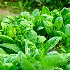Spinach Seeds Viroflay Heirloom Spinacia oleracea 1 Gram for Gardening & Fresh Harvests
