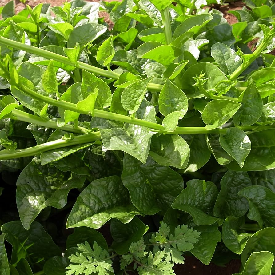 Malabar Spinach Seeds 500mg Green Vines Supreme Basella alba Heat-Tolerant Climbing Vegetable Seeds