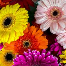 Gerbera Daisy Jamesonii Mix Seeds – Vibrant Multi-Color Flowers for Gardens, Containers & Cut Arrangements