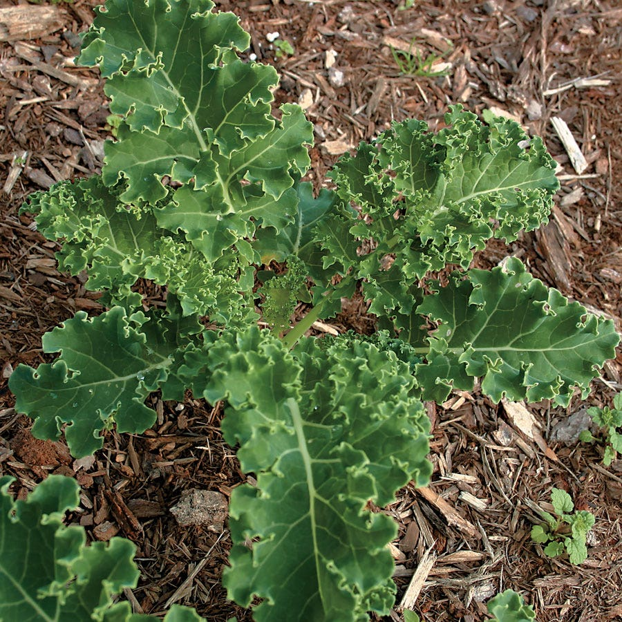 White Russian Kale Seeds – Tender, Frost-Hardy, Sweet Green Leaves – Brassica napus, 200 Seeds
