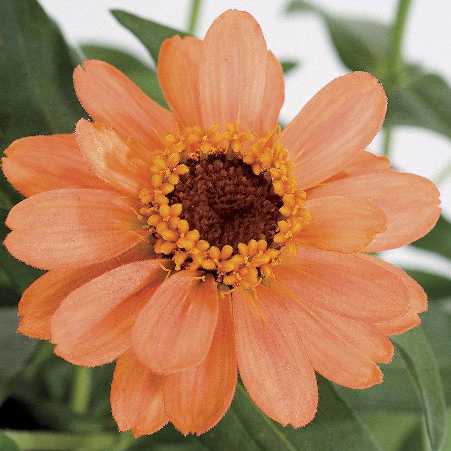 Profusion Apricot Zinnia Seeds – 100+ Hybrid Seeds for Garden Beds, Containers, Pollinator Gardens – Zinnia elegans × Zinnia angustifolia