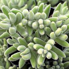 Crassula Moonglow Bare Root Succulent – Fuzzy Green Leaves, Compact Growth, Rare Easy-Care Plant, 2-4 Inches