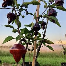 Purple UFO Pepper Seeds – Heirloom Non-GMO Capsicum annuum, Mildly Spicy & Sweet, Unique UFO-Shaped Peppers, 15 Seeds
