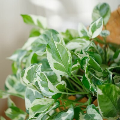 Pothos Pearls and Jade Cuttings – 3 Trailing Vines, Variegated Green and White, Epipremnum aureum, Easy-Care Houseplant