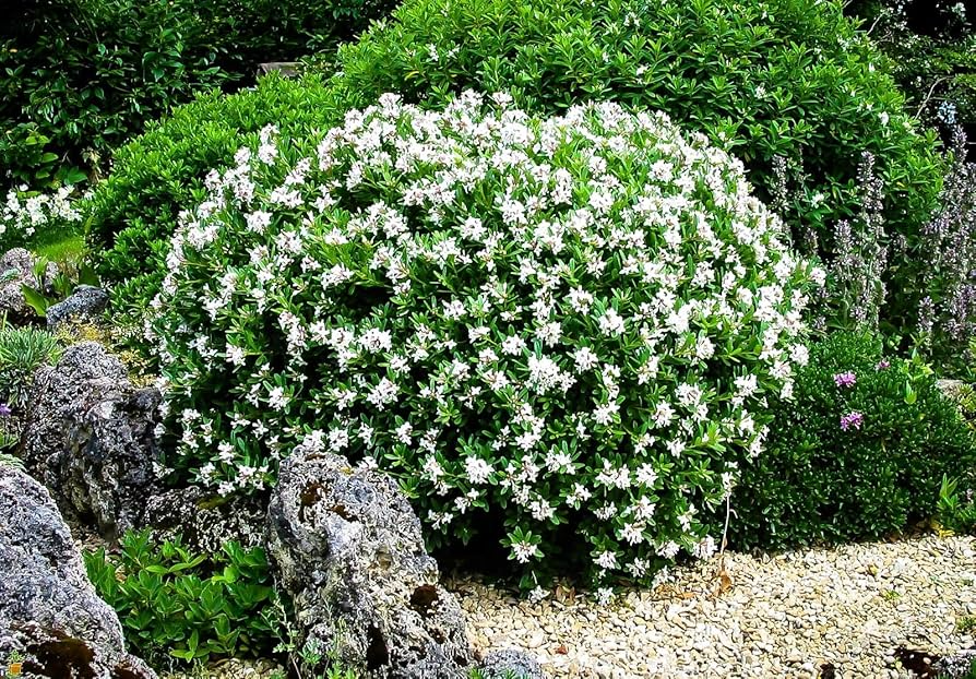 Gardenia jasminoides Starter Plant – Fragrant White Blooms, 1-2 Ft Live Shrub, Evergreen Foliage, Acidic Soil, Ornamental Gardenia Bush