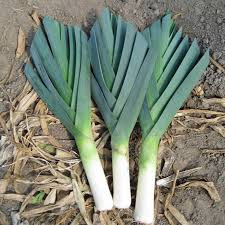 American Flag Leek Seeds – Heirloom, Cold Hardy, High Yield, Long-Stemmed, Garden & Container Planting, Allium ampeloprasum