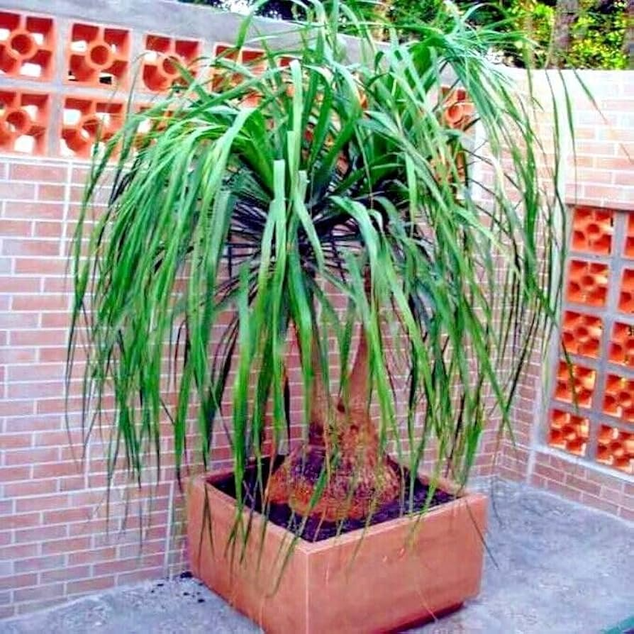 Ponytail Palm Seeds Beaucarnea recurvata Indoor Houseplant Drought-Tolerant Elephant Foot Caudex