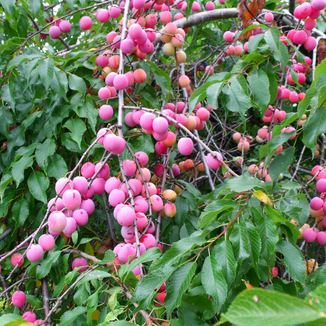 Unrooted Wild Plum Cuttings 6-8 inches, Prunus Americana, Hardy Fruit Tree, Garden Propagation, DIY Orchard