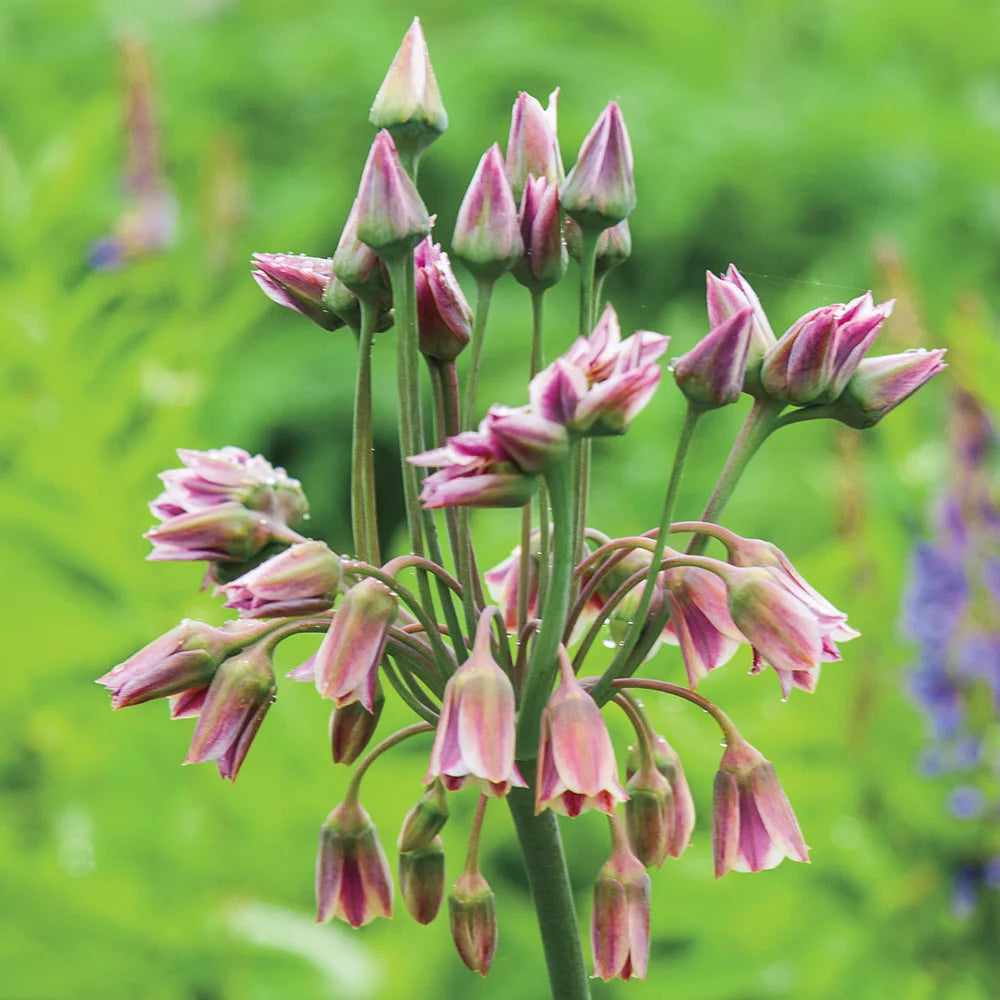 Allium Nectaroscordum Siculum Bulbs – Sicilian Honey Garlic, Bell-Shaped Flowers, Deer-Resistant, USDA Zones 4-9, 3 Pack