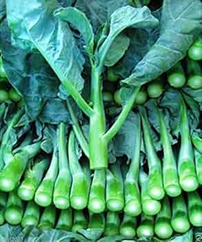150 Seeds Chinese Broccoli Kailaan Brassica oleracea var. alboglabra Open Pollinated Seeds for Planting & Culinary Use