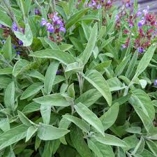 Extrakta Sage Seeds, Salvia officinalis, Culinary Herb, Heirloom, Non-GMO, Full Sun, USDA Zones 5-10