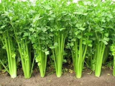 Chinese Celery Seeds – Heirloom Non-GMO, Aromatic Leaf Celery for Cooking & Microgreens – Apium graveolens, USA Seller