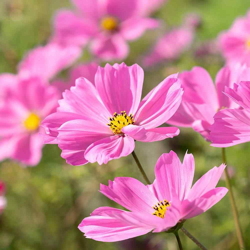 Cosmos Gloria Seeds – Bright Pink Blooms, Pollinator-Friendly, Easy-to-Grow Annual Flower Seeds – Cosmos bipinnatus