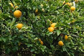 Poncirus trifoliata Hardy Orange Tree Seedling | 6-Inch Fully Rooted Cold Hardy Citrus Plant