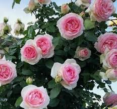 1 Pink Garden Rose Unrooted Cutting | Climbing Rose Rosa spp. | 5-8 Inches Long