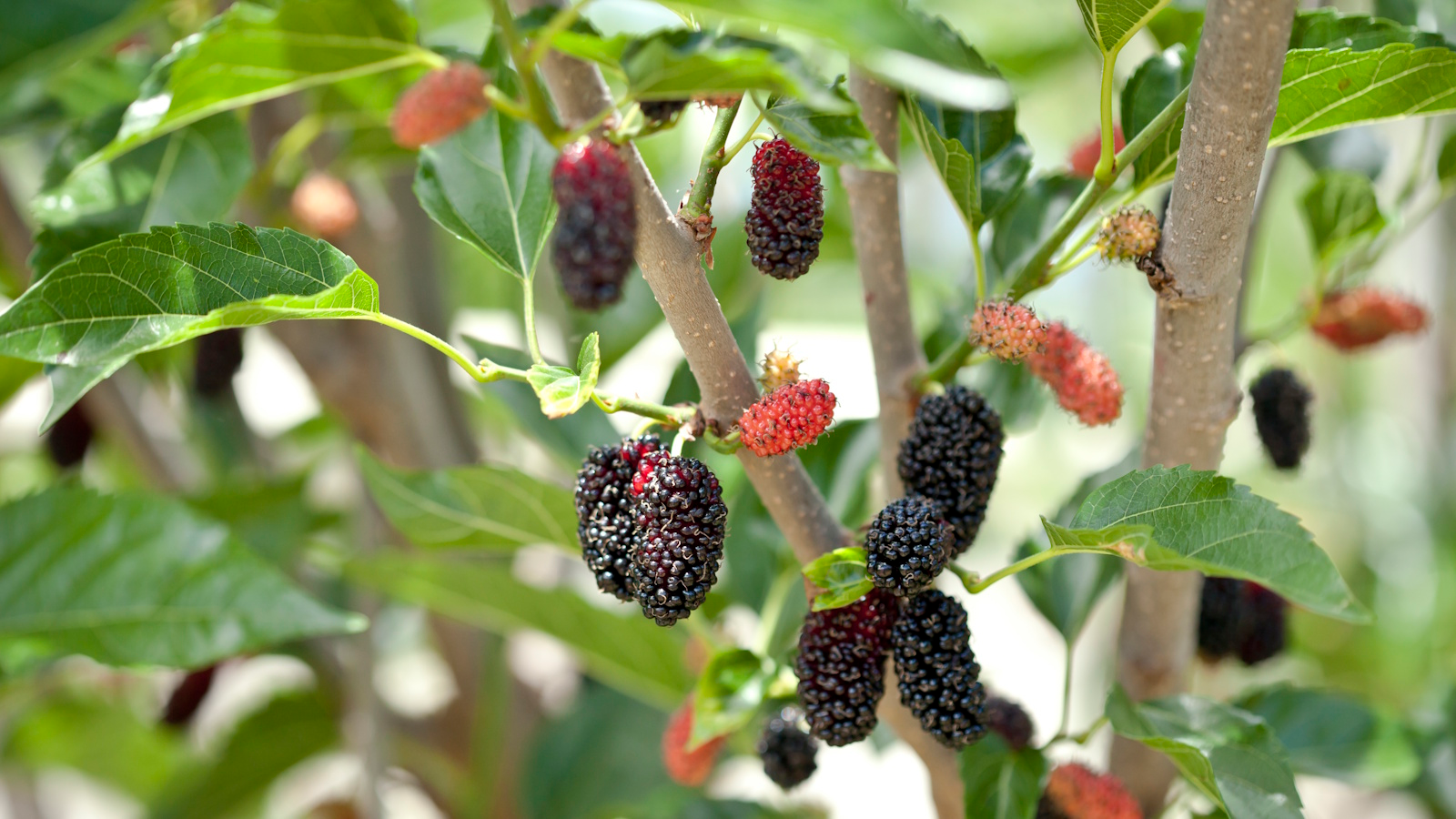 Mulberry Cuttings - Early Fruiting Morus alba - Easy-to-Root, Sweet Berries, Fast-Growing Plant for Edible Landscaping