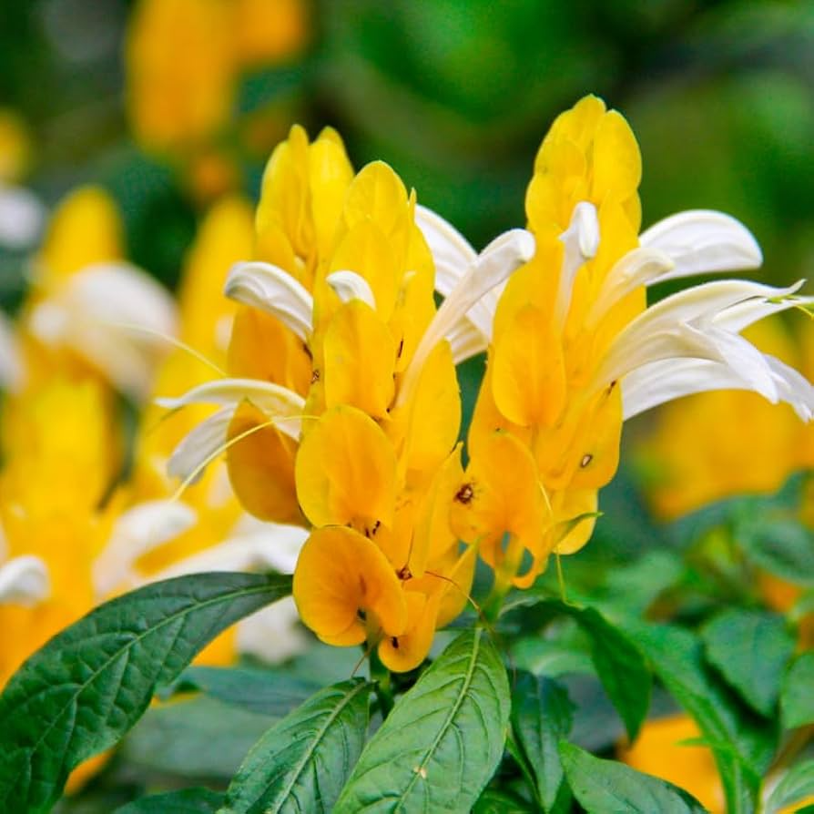 Yellow Shrimp Plant Live Starter Plug - 5" Tropical Blooms Justicia brandegeana & Pachystachys lutea