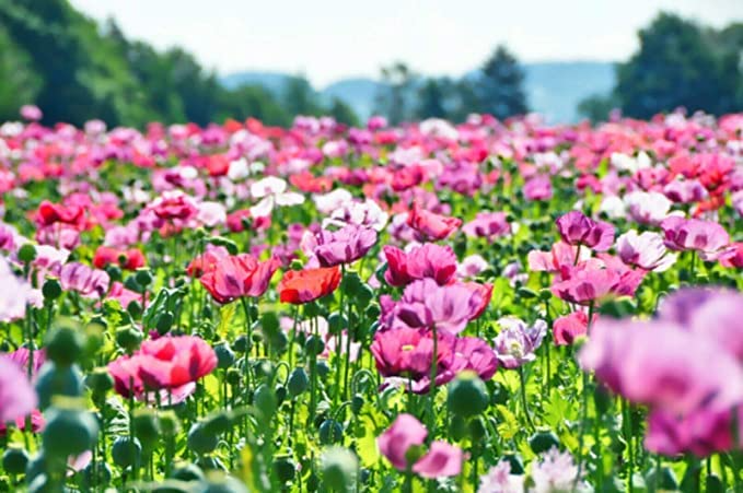 1000 Poppy Pepperbox Seeds - Pink & Purple Edible Flowers, Culinary Grade, Non-GMO, USA Grown, Large Blooms for Garden & Cooking