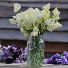 Sweet Pea Seeds 50+ Fragrant Pastel Blooms Climbing Vines for Trellises Lathyrus odoratus