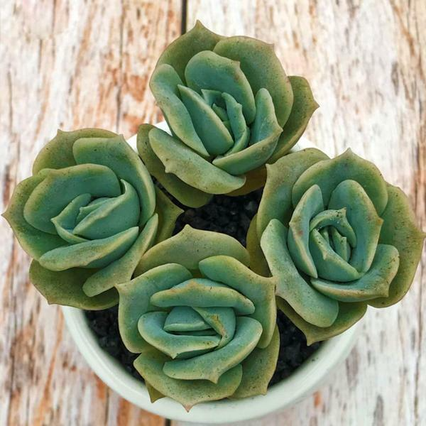 5 Live Echeveria ‘Lovely Rose’ Succulents in 2-Inch Pots, Mini Rose-Like Rosette Plants for Gifts & Decor